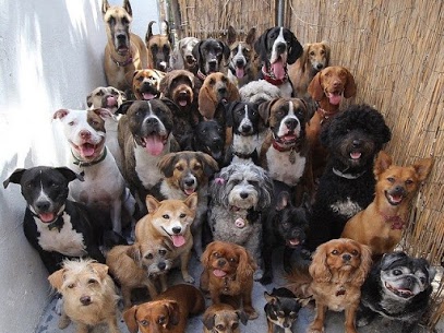 Pet Urine Odor Removal in Florida Humidity (What Actually Works)
